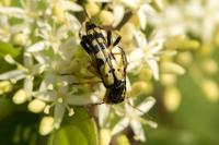 Rutpela maculata