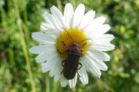 Cantharis rustica
