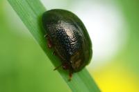 Chrysolina bankii