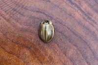 Aphidecta obliterata