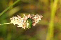 Cryptocephalus