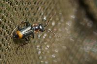 Axinotarsus marginalis