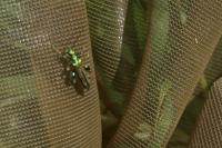 Oedemera nobilis