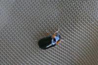 Smaragdina aurita