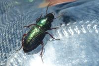 Harpalus affinis