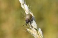 Galeruca pomonae