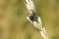 Galeruca pomonae