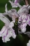 Oedemera nobilis