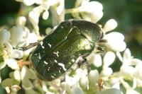 Cetonia aurata