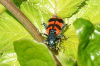 Trichodes alvearius