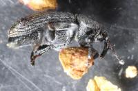 Mecinus pyraster