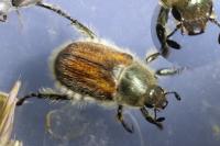 Anisoplia villosa