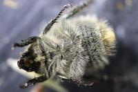 Anisoplia villosa