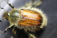 Anisoplia villosa