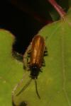Rhagonycha nigriventris