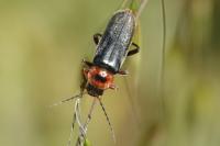 Cantharis rustica