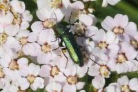 Psilothrix viridicoerulea