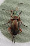 Carabus auratus