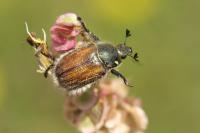 Anisoplia villosa