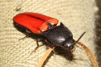 Ampedus