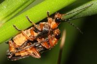 Cantharis flavilabris