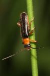 Cantharis flavilabris