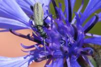 Oedemera