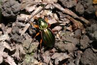 Carabus auratus