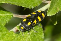 Ptosima undecimmaculata