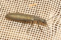 Dolichosoma lineare