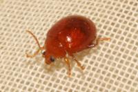 Sphaeroderma