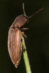 Agriotes lineatus