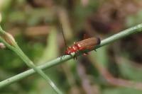 Rhagonycha fulva