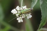 Oedemera nobilis