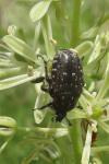 Oxythyrea funesta