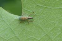 Polydrusus formosus