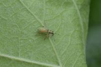 Polydrusus formosus