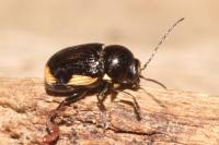 Cryptocephalus moraei