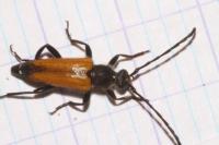 Stictoleptura fulva