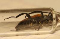Stictoleptura fulva