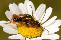 Stenopterus rufus