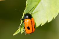 Cryptocephalus bipunctatus