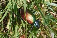 Calosoma sycophanta