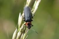 Cantharis rustica