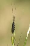 Calamobius filum