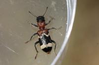 Thanasimus formicarius