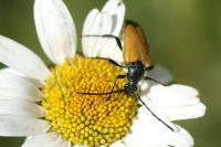 Stictoleptura fulva