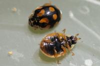 Adalia decempunctata