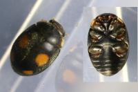 Platynaspis luteorubra