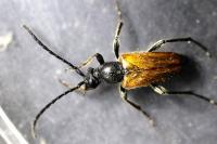 Pseudovadonia livida